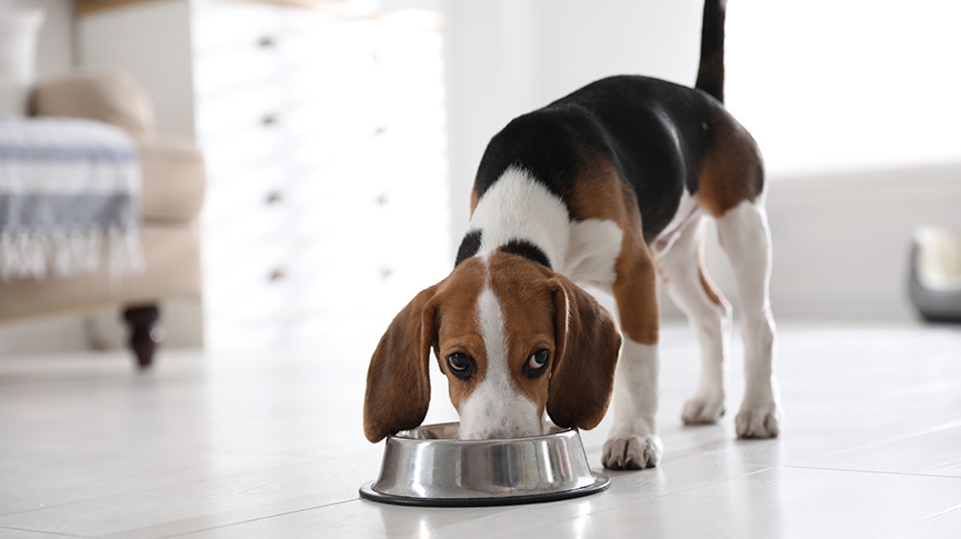 夏季寵物飲食指南-貓狗食慾不振-5大貼士助毛孩清爽度夏